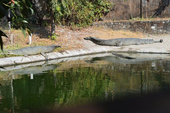 Crocodile Zoo